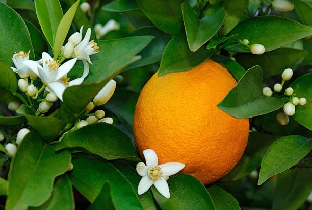 تصویر 3 از قیمت خرید پرتقال سر باغ عمده به صرفه و ارزان